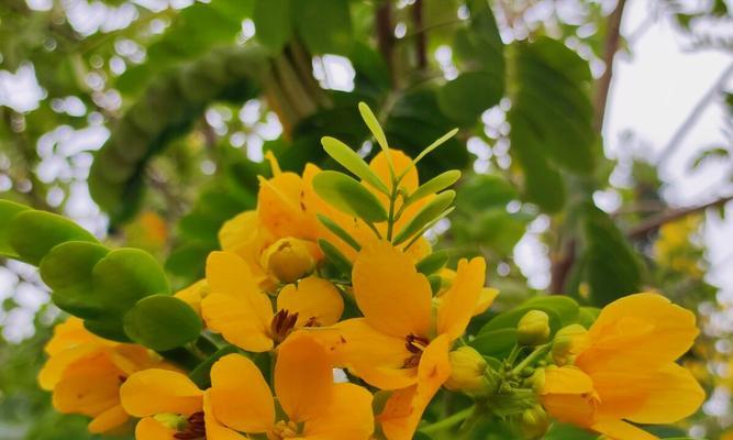 花开平安，花开吉祥（平安的花有哪些）