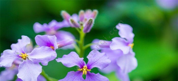 花语中的庆祝祝贺之花（用花言融入庆典的喜悦与祝福）