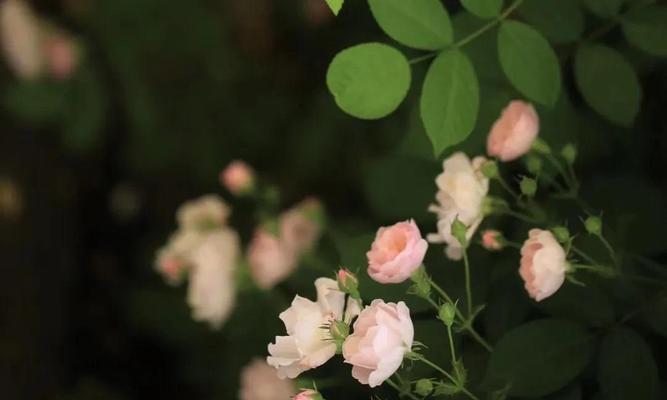 思念之花（传达深情与想念的花语）