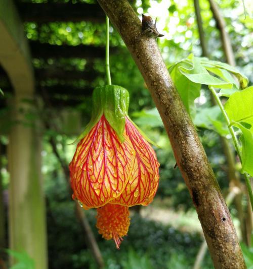 以花语传达希望的鲜花之美（唤醒内心希望的花朵悦动）