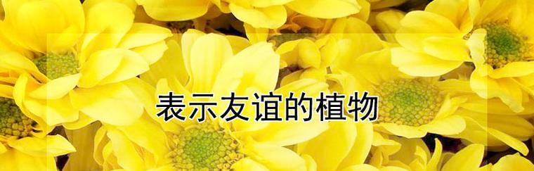 花语中的心动之花（以花语表达爱意）