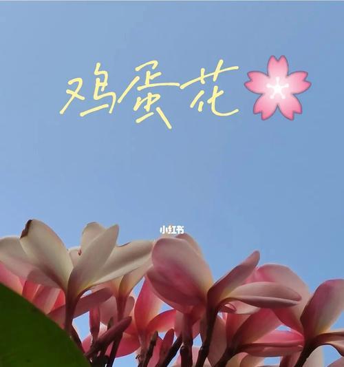 慵懒花语（以表示慵懒的花为主题）