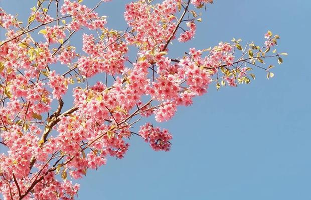 花语传递的原谅之意（以花为媒介）