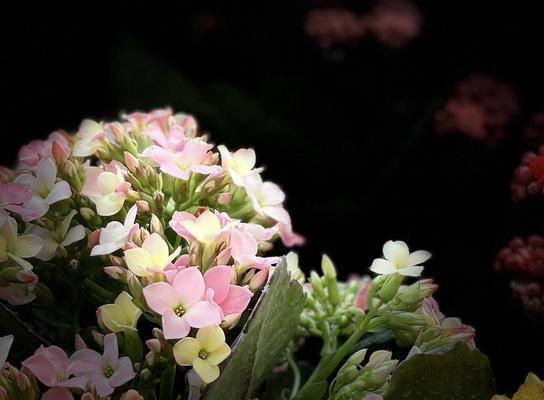 长寿之花——寓意长寿的花朵大揭秘（寿比南山——探索长寿的花语和象征）