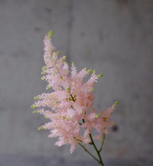 自律之花（探索花卉中的自律力量）