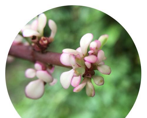 怀念逝去亲人的花——永恒的思念（守望生命之美）