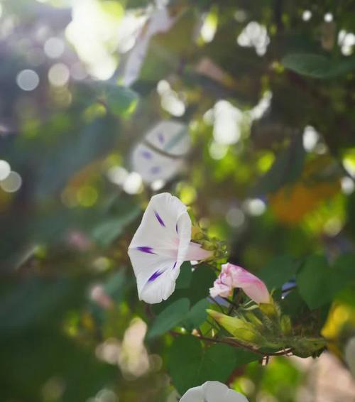 蝶恋花的花语及代表意义（探寻蝶恋花的浪漫与温馨）