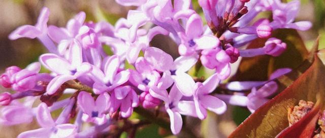 丁香花的象征意义及文化内涵（解读丁香花的花语和象征）