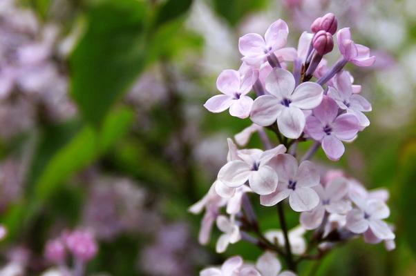 丁香花的象征意义及文化内涵（解读丁香花的花语和象征）