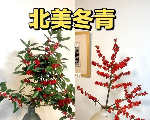 冬青花开，寄情芬芳（一朵小小的冬青花）