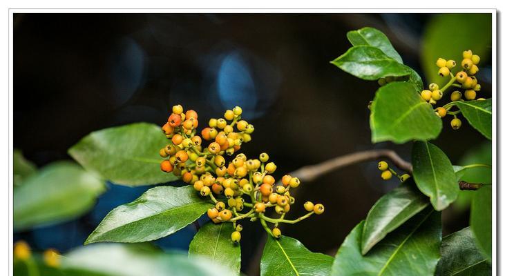 冬青树开花寓意不好吗（揭秘冬青树开花背后的神秘面纱）