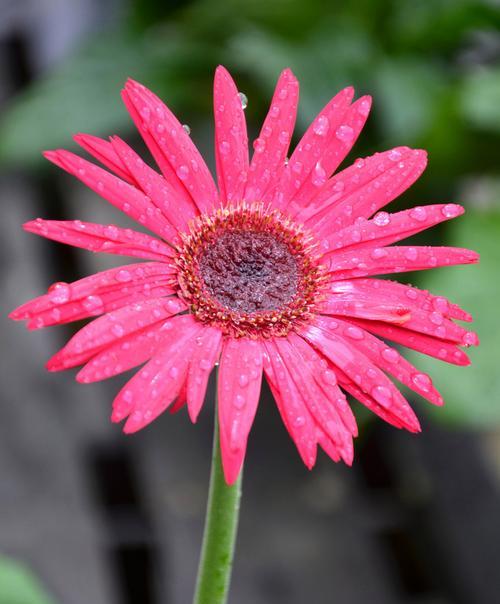 粉色雏菊的花语与寓意（了解粉色雏菊花语）