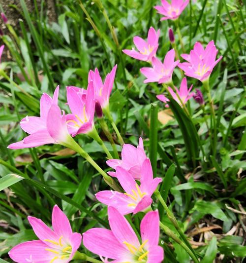 风雨花（风雨花的花语与寓意及其在人们生活中的意义）