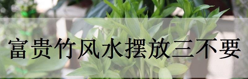 富贵竹的寓意与风水象征（摆放禁忌与风水原则）