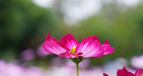 格桑花（花开高原）