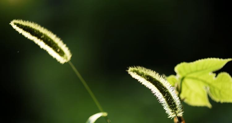 狗尾巴花的象征意义与传说（揭秘狗尾巴花的意蕴及文化传承）