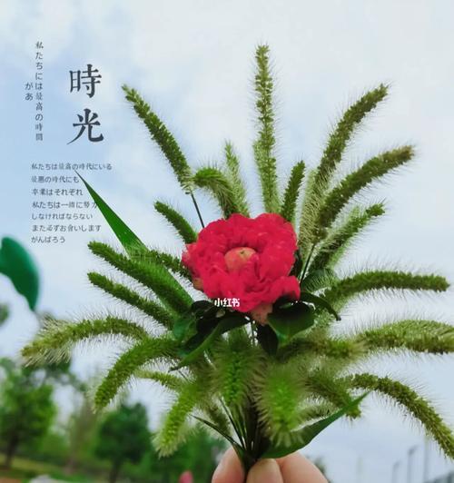 狗尾草花语（用狗尾草诠释爱情的美好）