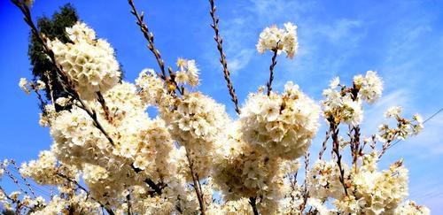 广元市花是什么（探寻广元市花的花语）