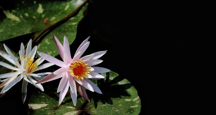 黑色莲花（揭开黑色莲花背后的象征意义）