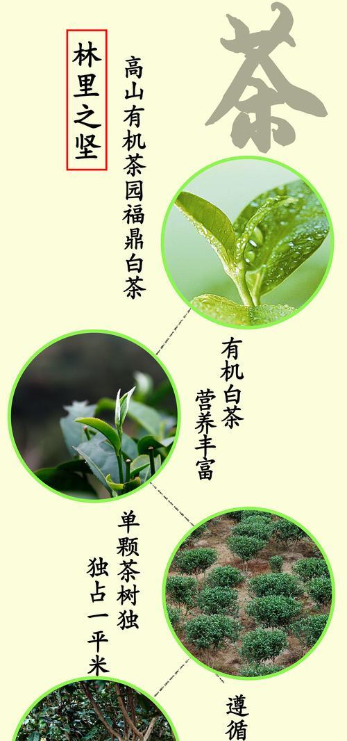 红豆开花的寓意与花语（一朵红豆）