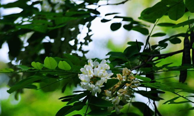 槐花的五种颜色与花语（探索槐花的美丽与寓意）