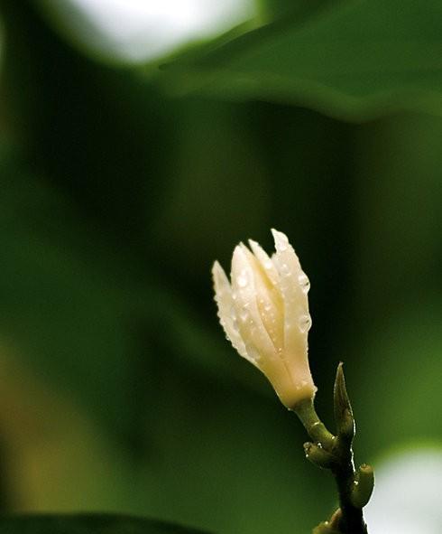 黄金兰——花开富贵（传承岁月繁华）