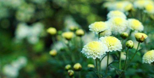 黄菊花花语的深意（以黄菊花的花语传递情感的奥秘）