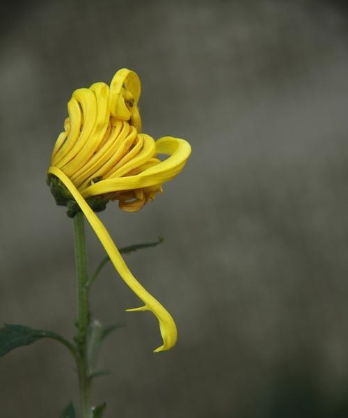 黄菊花花语的深意（以黄菊花的花语传递情感的奥秘）