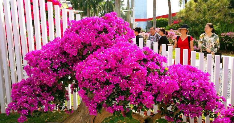 黄山市花杜鹃花的象征与意义（揭秘黄山市花杜鹃花的传承与美丽）