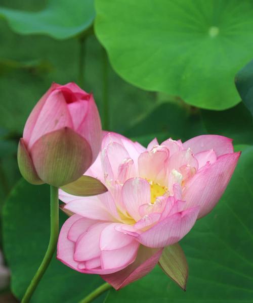 荷花风水与吉利寓意（家中养荷花）