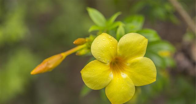 晋江市花白兰花的象征意义与传承（探寻白兰花的优雅与坚韧）