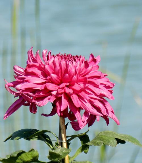 菊花与生肖的象征意义（以菊花来诠释十二生肖的个性特点）