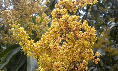 芒果树怎么种植（芒果树的栽培与管理）