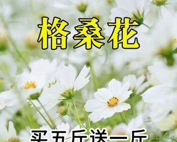 怎么种格桑花（格桑花的种植与养护）