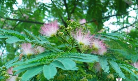 合欢花什么时候开花（有关合欢花花期简介）