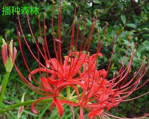 彼岸花如何种植方法（彼岸花种植方法和时间）