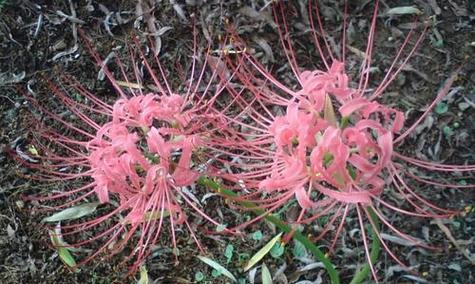 彼岸花如何种植方法（彼岸花种植方法和时间）