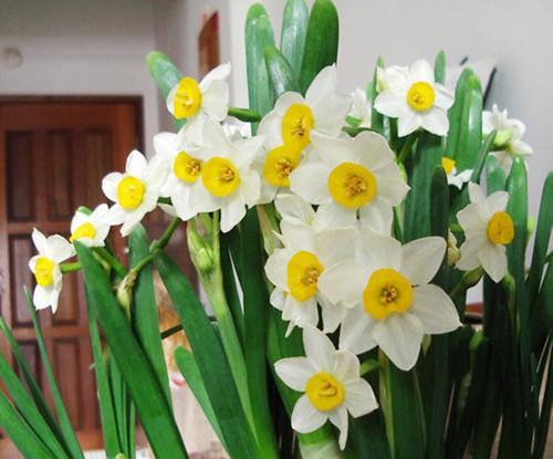 水仙花有哪些品种（盘点六种常见水仙花）