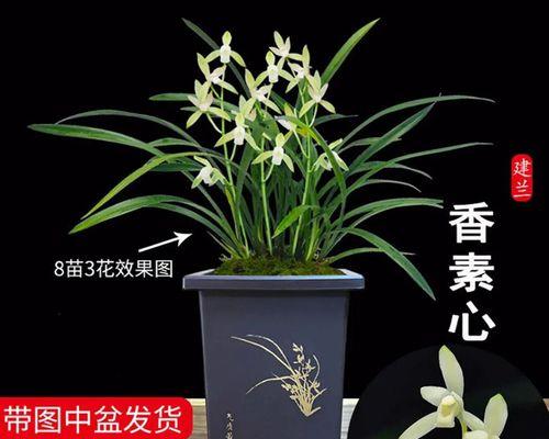 怎样养兰花才能长得旺盛（盆栽兰花养护要点）