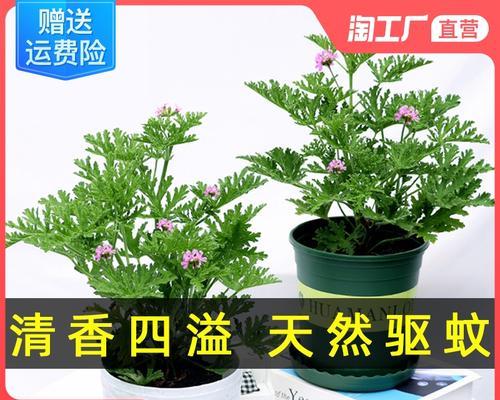 驱蚊草怎么养（详解驱蚊草养护知识）