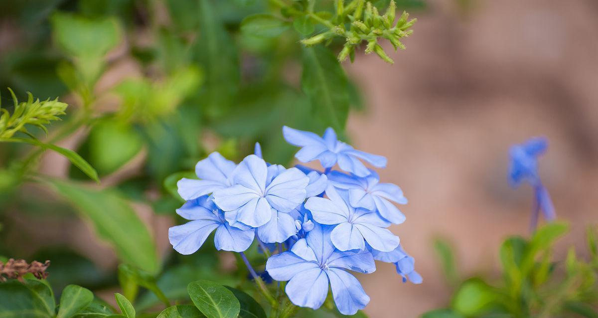 蓝色的花有哪些（盘点六种常见的蓝色花卉）