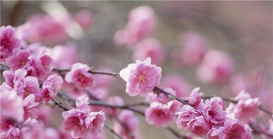 桃花的花语是什么（桃花的寓意和象征意义）