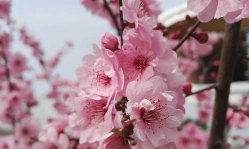 桃花的花语是什么（桃花的寓意和象征意义）