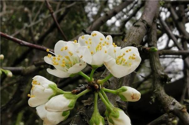 李子树的管理方法是什么（种植李子树的技巧）