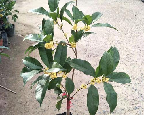 桂花树种子怎样育苗（桂花树种植技术要点）