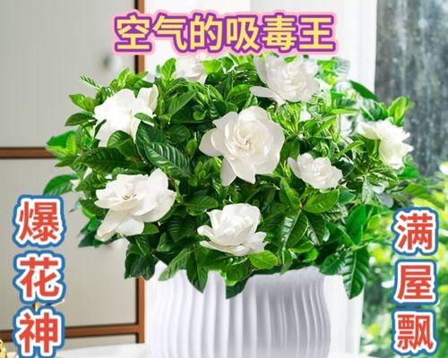 什么植物适合室内养殖（室内适合养的花卉排名）