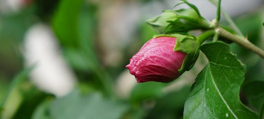 三月开什么花什么特点（有关三月代表性花卉）