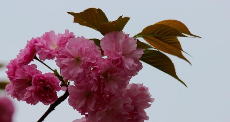 三月开什么花什么特点（有关三月代表性花卉）