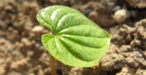 种山药需要什么样的土（山药种植技术与栽培）