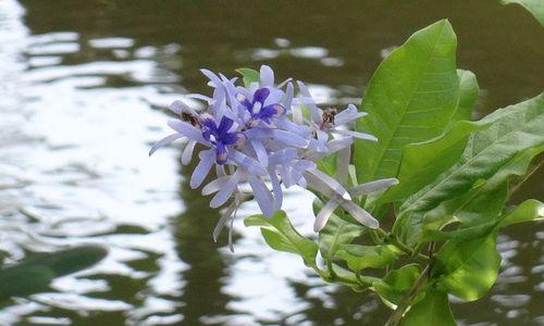 蓝花藤怎么养（蓝花藤的种植方法与技巧）